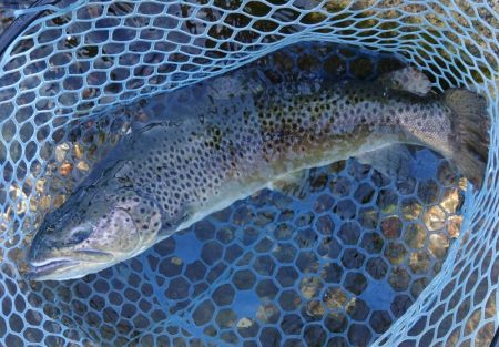 暑い！ ～フィシングパーク高島の泉～